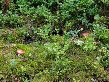 20190919_und_Pilze.jpg