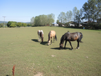 20190823_Haflinger.png